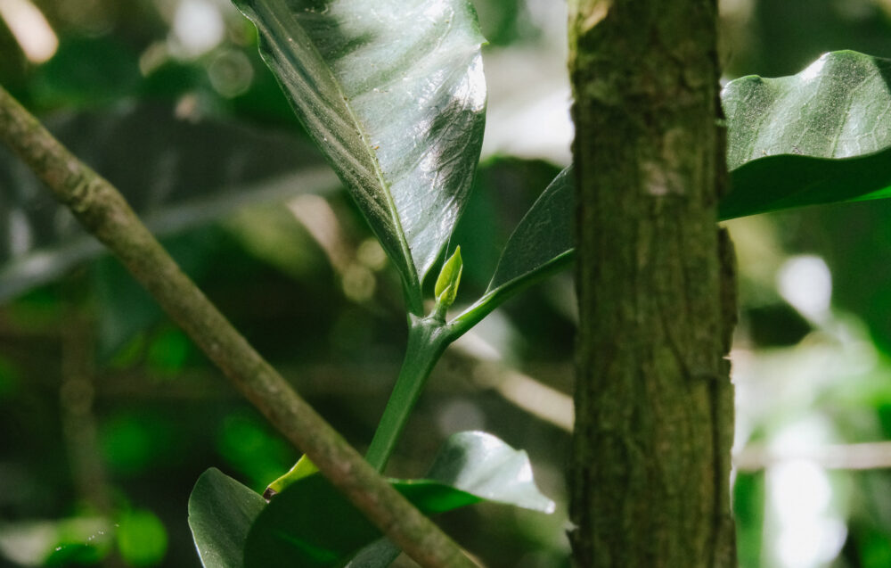 La Divina Providencia