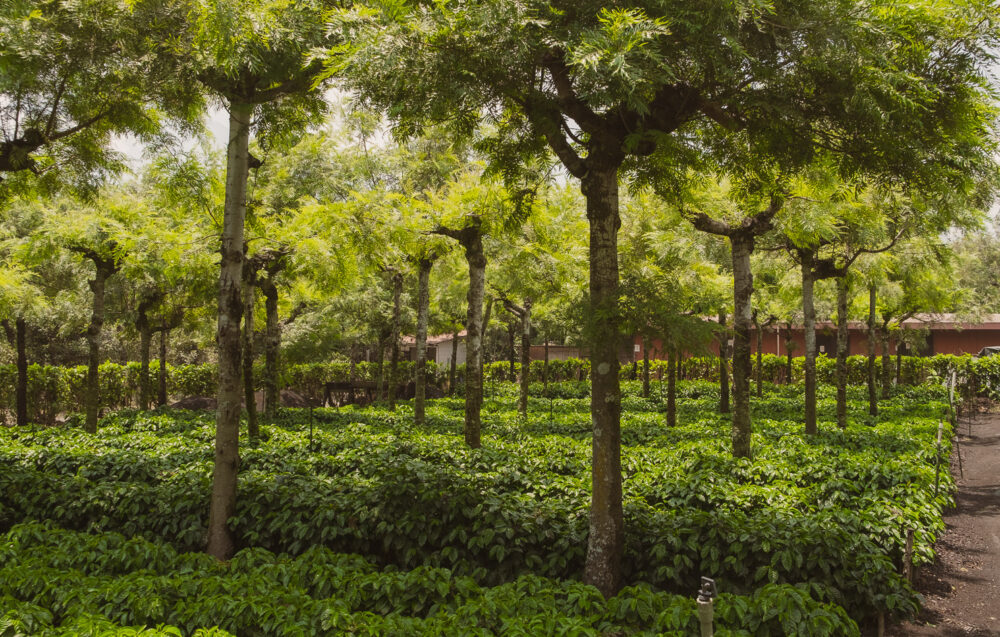 Finca Santa Catalina