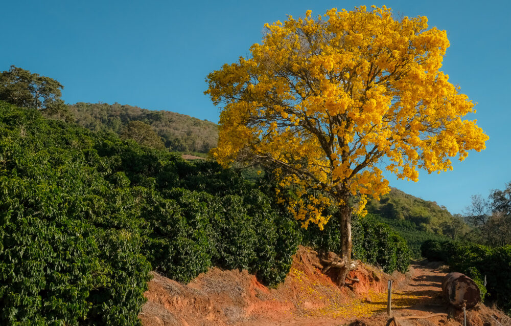 Fazenda Santa Lúcia
