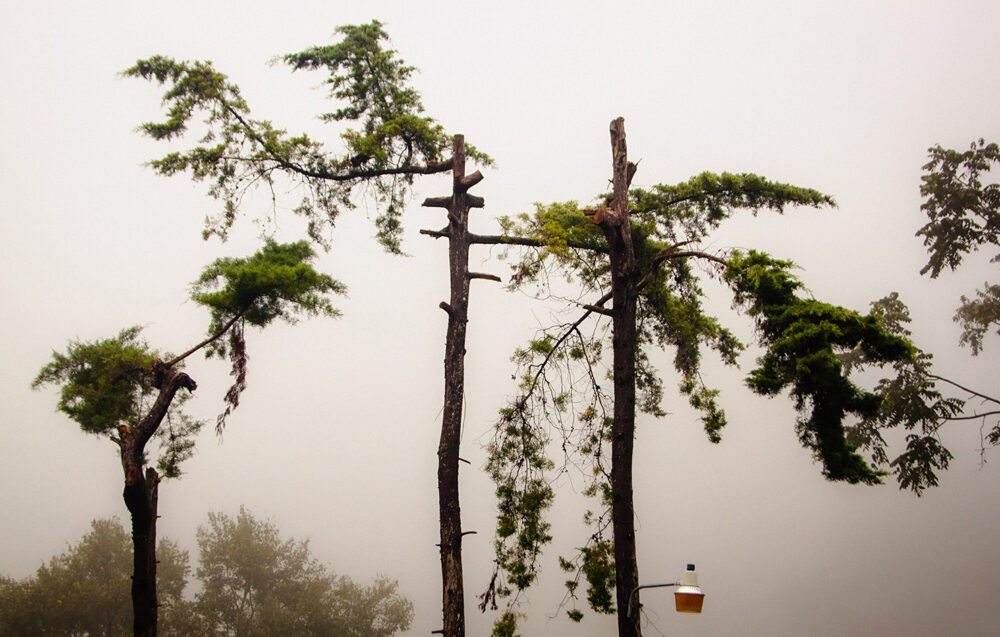 Decaf Finca La Bolsa