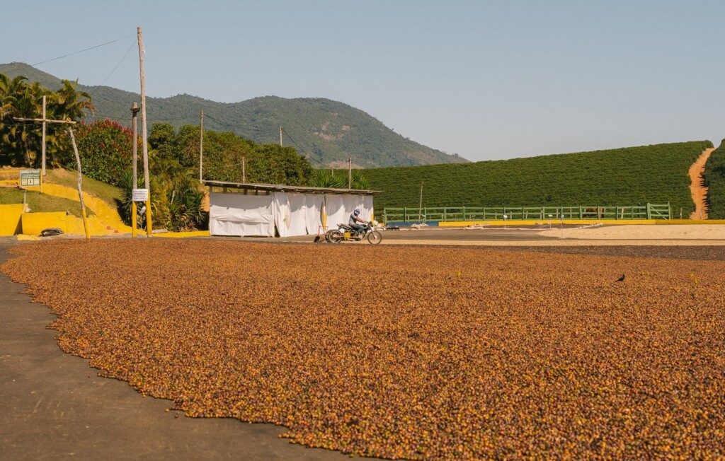 Prepaid Subscription: Decaf